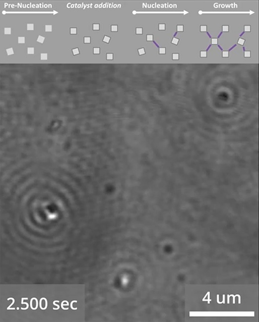 Thumbnail of the video showing how the microscope recordes nanoparticle growth